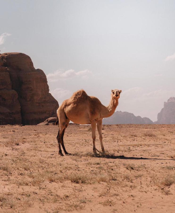 Rum Crystal Luxury Camp Wadi Rum Bagian luar foto